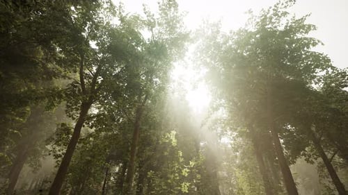 Sunlight Rays Piercing Through Green Misty Forest Canopy