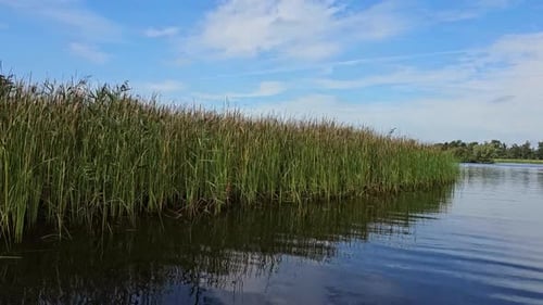Tall grass swaying on a lakeside.