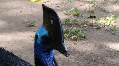 Close-up shot of Southern cassowary (Casuarius casuarius)