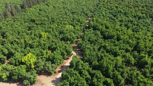 Rows of young Mature trees, Aerial view