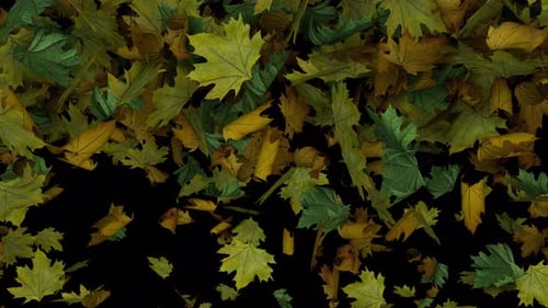 Dynamic Full Screen Animated Autumn Leaves Transition From Down To Up