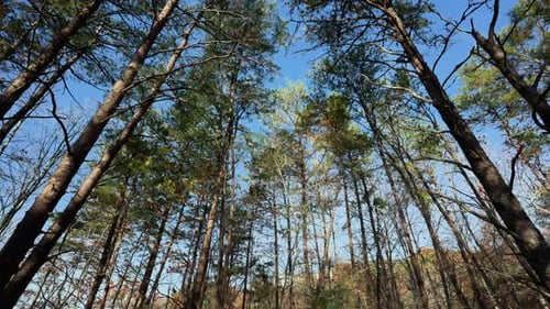 POV View Skywards at Pine Tree Tops with Green Foliage on Sunny Day Sun Rays Come Through the Tree