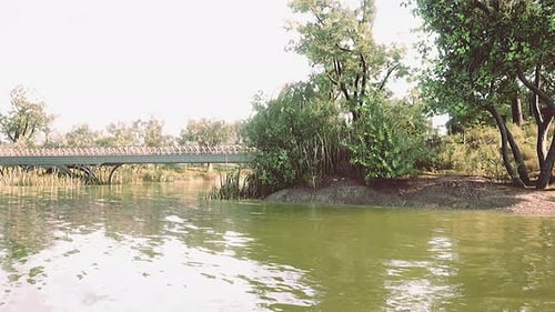 Scenic Lake in the Summer Park