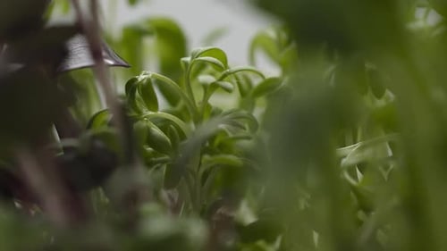Organic Food with Microgreen Farm Products Healthy Nutrition Green Plants
