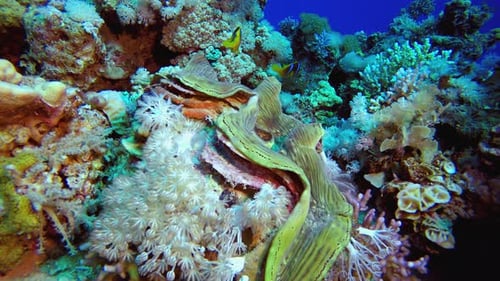 Underwater Coral Reef Clam