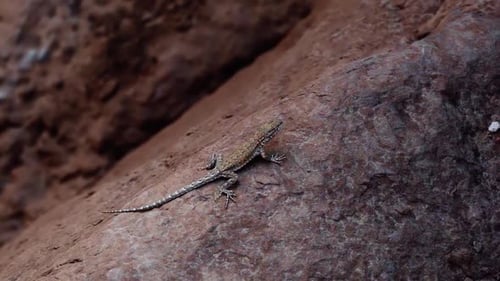 Close up of a small wild cold blooded lizard resting on a red rock in Southern Utah, USA on a warm s