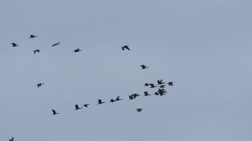 Flock of Birds Flying in a Murmuration