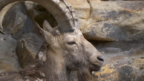 Close-up side view of a majestic Siberian Ibex (Capra sibirica) with large antlers.