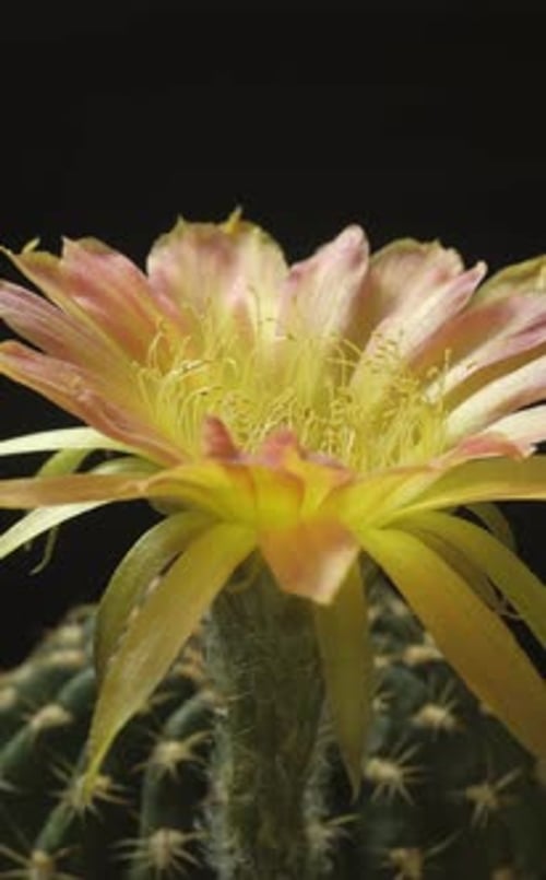 Vidéo en accéléré vertical de la floraison d'une fleur de cactus.