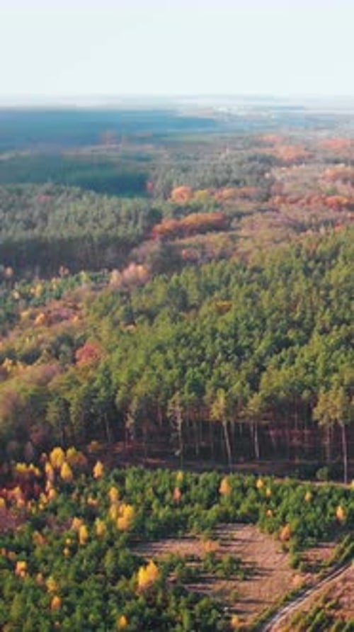 Aerial view of colorful forest in fall season. Autumn landscape. Vertical video