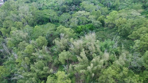Aerial View of a Hidden House in a Dense Indonesian Forest