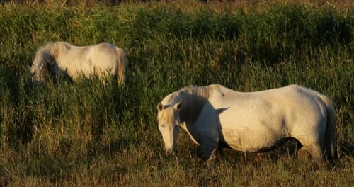 White Camargue horse in the reeds, the Camargue, France