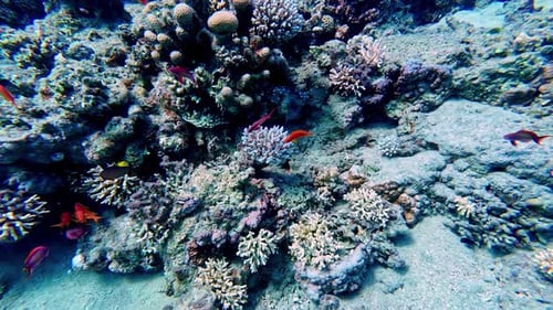 Close shot of corals and colorful fish school diving depths of Egyptian seafloor