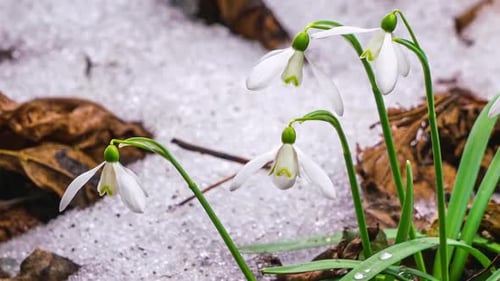 Nahaufnahme: Schneeglöckchen, Blumen blühen und Schnee schmelzen im Wald, Frühlings-Zeitraffer