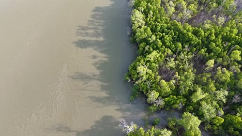 Aerial view of mangrove forest shoreline and water