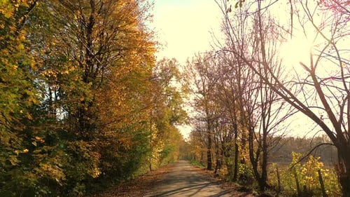 Driving on empty asphalt road with yellow markings passing through a mixed forest with pines and tre