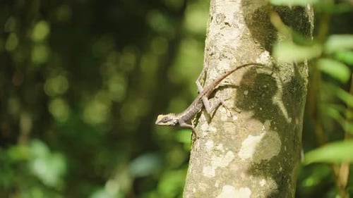 Lizard clinging to tree trunk in bright sunlight with blurred green background in slow motion, low