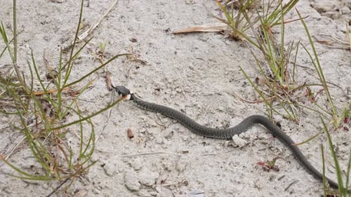 A Grass Snake creeps Through a Sandy Environment - Close Up slow motion shot.