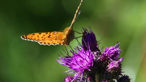 Butterfly and flowers scene in summer in Eyne, Pyrenees, France