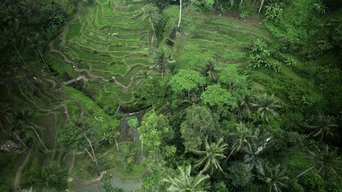 Aerial Top View Of Exotic Tegallalang Rice Terrace Fields in Ubud, Bali