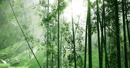 Lush Bamboo Forest with Sunlight Filtering Through the Foliage in Daytime