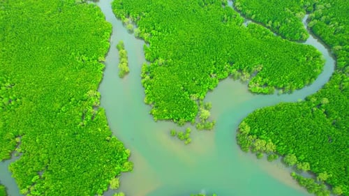 Aerial view from a drone flying over beautiful green mangrove forest