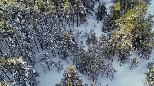 A person is skiing in the snow in a forest, aerial. The snow is white and the trees are bare.