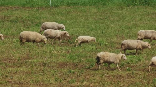 A Herd of Sheep are Grazing in a Green Field