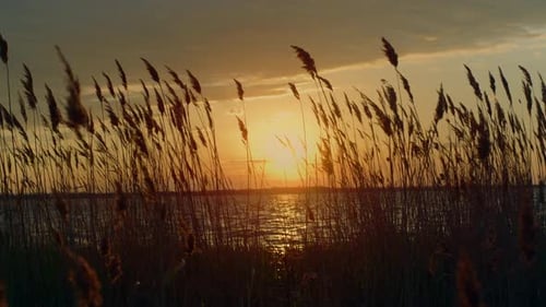 Sunset Over Lake Through Tall Grasses