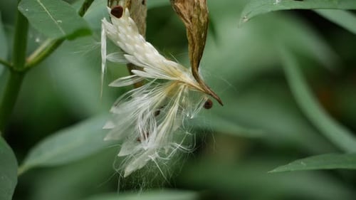 A picture of a flower up close