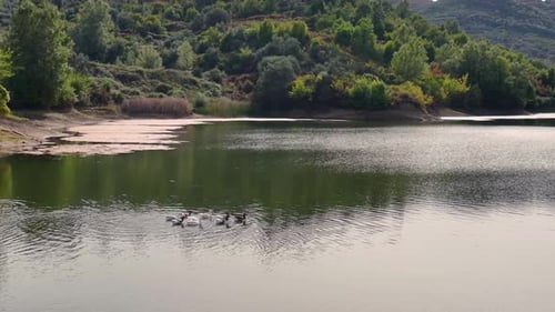 A rafter of geese floating on the water of a mountain lake