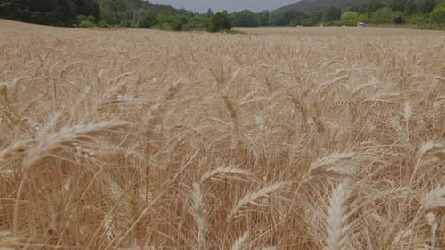 Wheat Field.