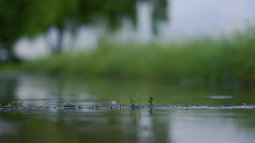 Regenwetter am Nachmittag, Regen auf dem Gras, wildes Gras im Regen, wilde Natur, Regenguss