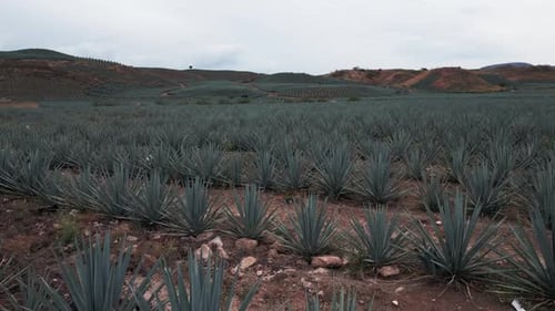 Aerial image of an agave field in Tequila, Jalisco 17