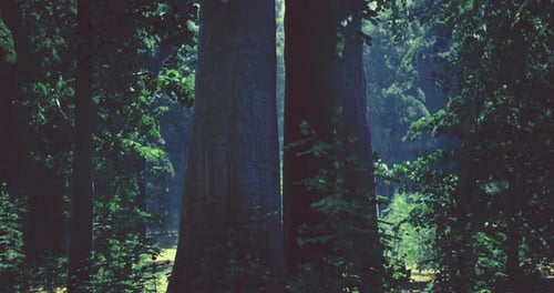 Majestic Trees Create a Serene Atmosphere in a Tranquil Forest Setting