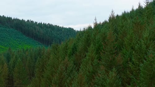 Gebirgsnadelwald zeigt Auswirkungen der Entwaldung auf die Naturlandschaft Immergrüne Wälder