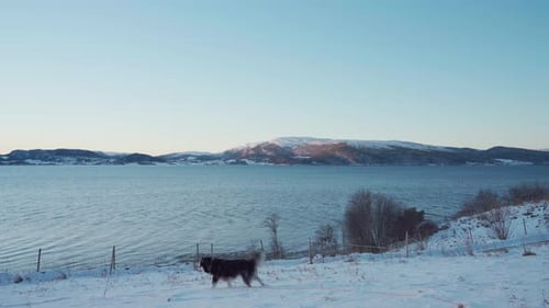 Husky Dog Walking in Snowy Winter Landscape