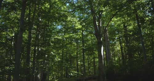Dense green forest, sun shining through the trees in woods