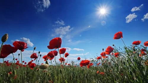 Red poppies and blue sky