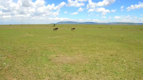 Концепция животных, природы, сафари и дикой природы — травоядные животные в Масаи-Мара