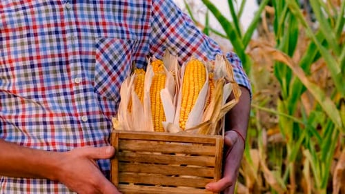 A Man Farmer Harvests Corn in a Field Selective Focus
