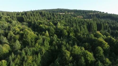 Lush green forested hills stretch under the bright sunlight with dense trees and natural beauty