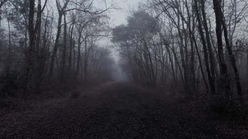 A cold misty footpath in the woods with a cold and spooky feeling. Slow motion.