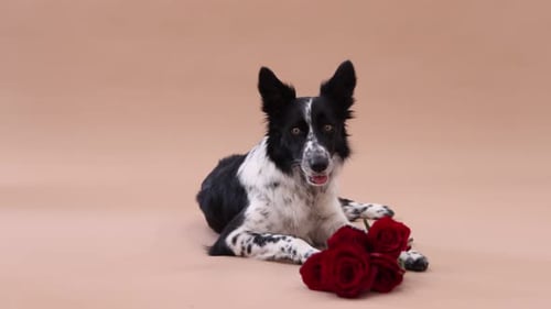 Cute Border Collie dog with red roses on beige background. Camera moving forward