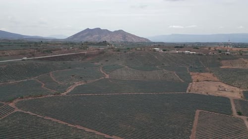 Aerial image of an agave field in Tequila, Jalisco.