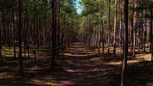 Fly Drone Along the Road Path Moving Through an Old Dense Forest with Tall Trees and Green Foliage