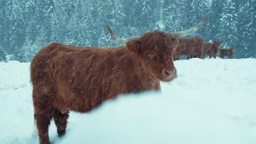 Highland Cattle Cows Stand in Snowy Field