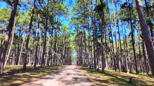 Forest road.