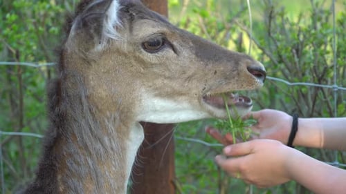 Roe deer grazes in the meadow and eats grass from hands. Animal in the wild