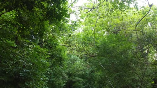 Lush Green Tropical Forest Canopy and Stream